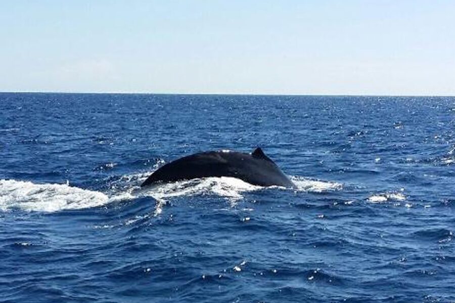 Maalaea: Small Group 2-Hour Whale Watch Experience - Is $279 per person a fair price?