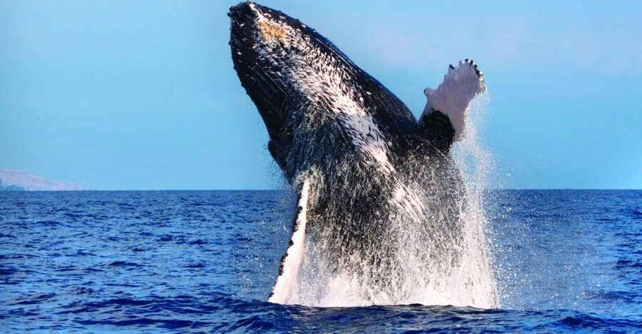 Maalaea: Small Group 2-Hour Whale Watch Experience - My call: book it if comfort matters