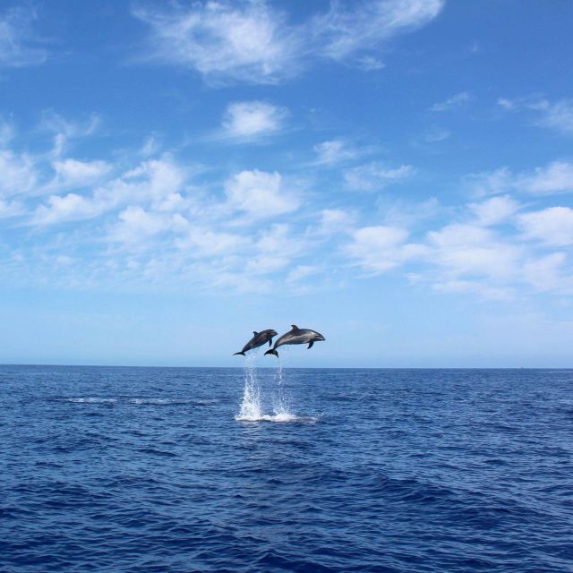 Madeira: 2.5-Hour Whale and Dolphin-Watching Cruise - Starting at Calheta Marina with little fuss