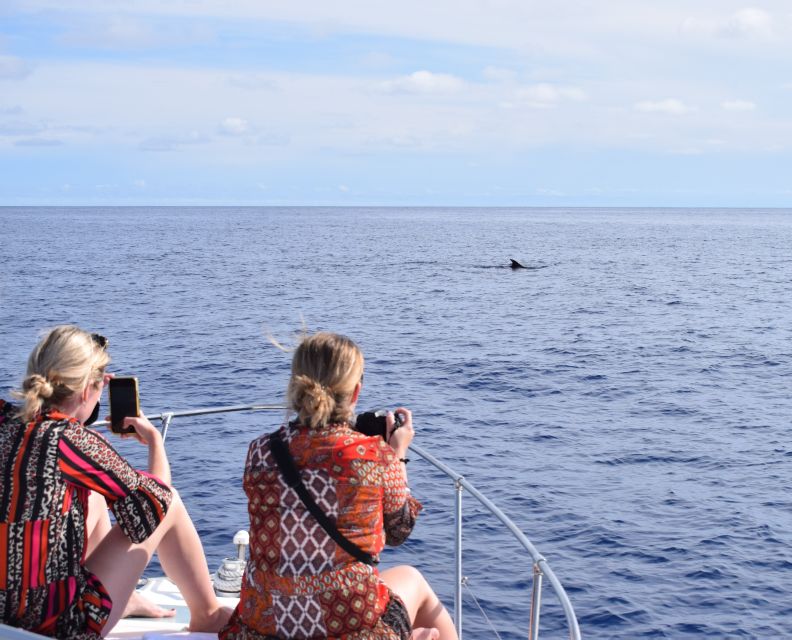 Madeira: 2.5-Hour Whale and Dolphin-Watching Cruise - Watching dolphins and whales without chasing them