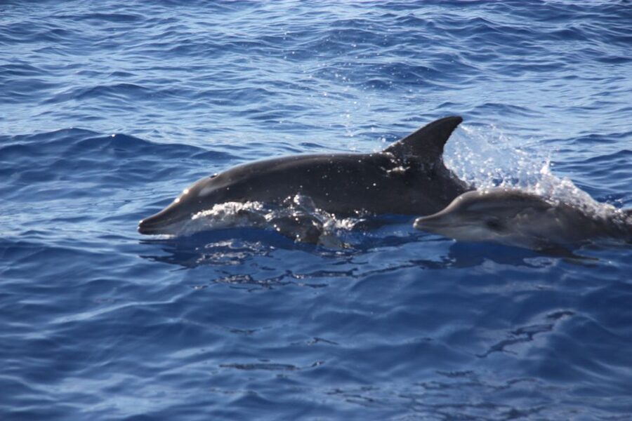 Madeira: 2.5-Hour Whale and Dolphin-Watching Cruise - Crew service, photographs, and the small details