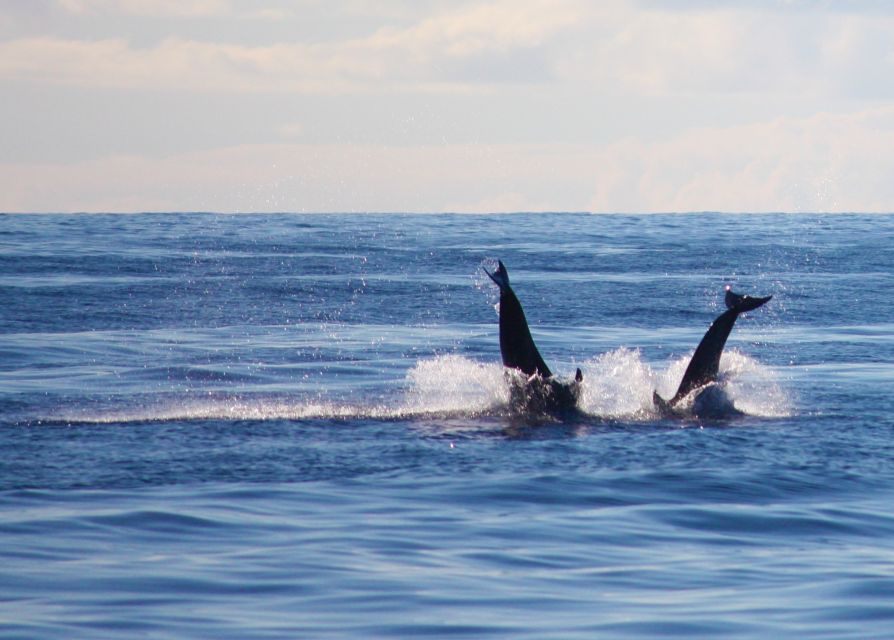 Madeira: 2.5-Hour Whale and Dolphin-Watching Cruise - Is $81 a fair price for this Madeira cruise?