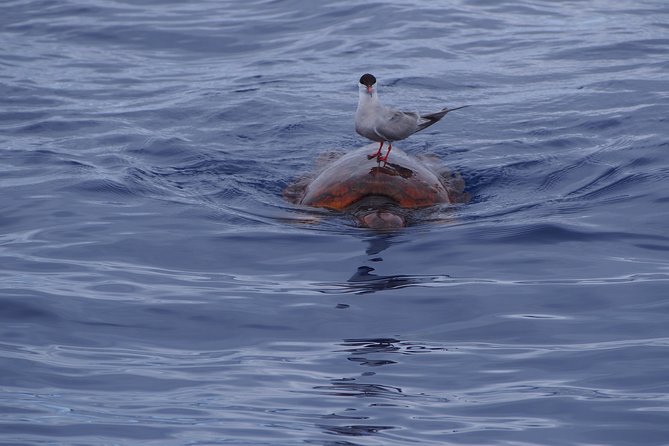 Madeira Dolphin and Whale Watching on a Ecological Catamaran - Cabo Girão and the southern coast on the return
