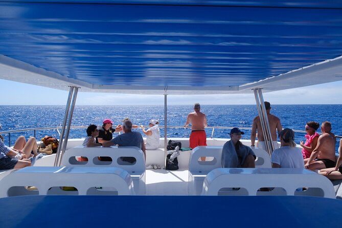 Madeira Dolphin and Whale Watching on a Ecological Catamaran - Is the $42.33 price good value?