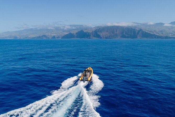 Madeira Dolphin & Whale Watching Tour - The RIB ride is half the fun