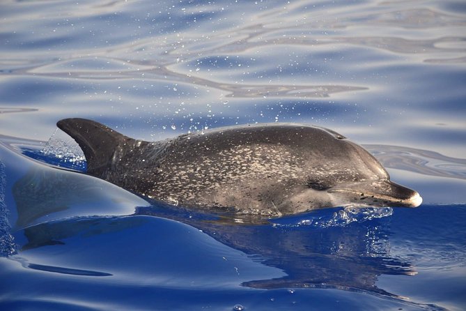 Madeira Dolphin & Whale Watching Tour - What the guide adds to the encounter