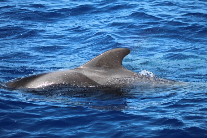 Madeira Dolphin & Whale Watching Tour - Timing, weather, and the real length of the trip