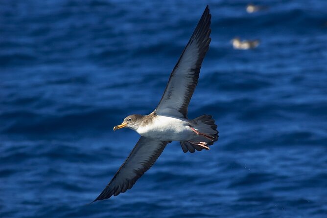 Madeira Dolphin & Whale Watching Tour - Is $58.05 a fair price?