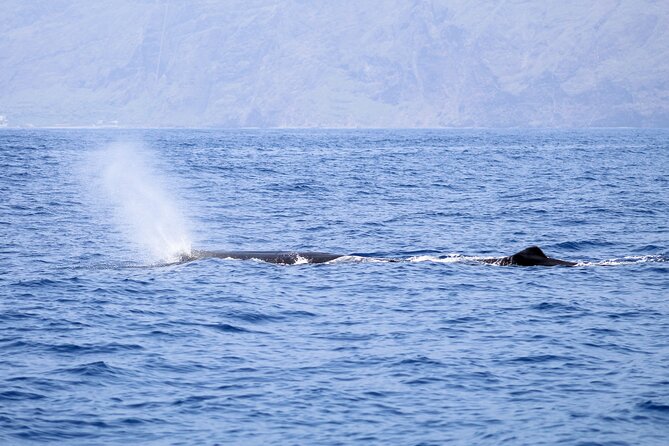 Madeira Dolphin & Whale Watching Tour - Who will enjoy this Madeira boat trip?