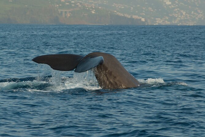 Madeira Dolphin & Whale Watching Tour - Searching the open water for whales