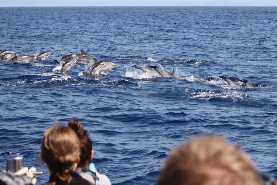 Madeira: Responsible Whales and/or Dolphins Watching Tour - What makes this tour worth your time