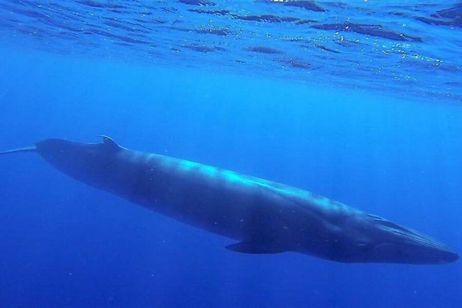 Madeira: Responsible Whales and/or Dolphins Watching Tour - Should you book Blue Safari Madeira?