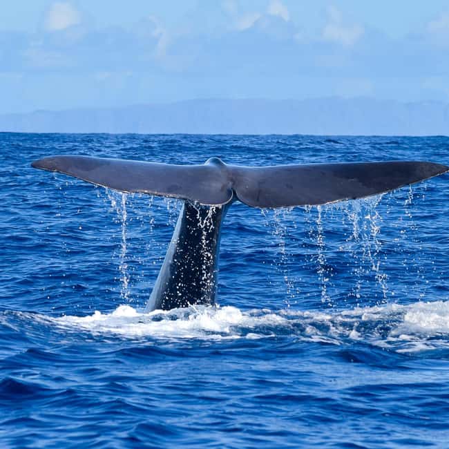 Madeira: Responsible Whales and/or Dolphins Watching Tour - Leaving Funchal Marina on a purpose-built RIB