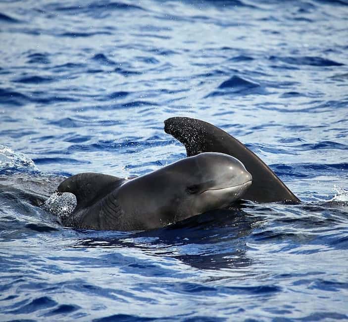 Madeira: Responsible Whales and/or Dolphins Watching Tour - The animals you might see