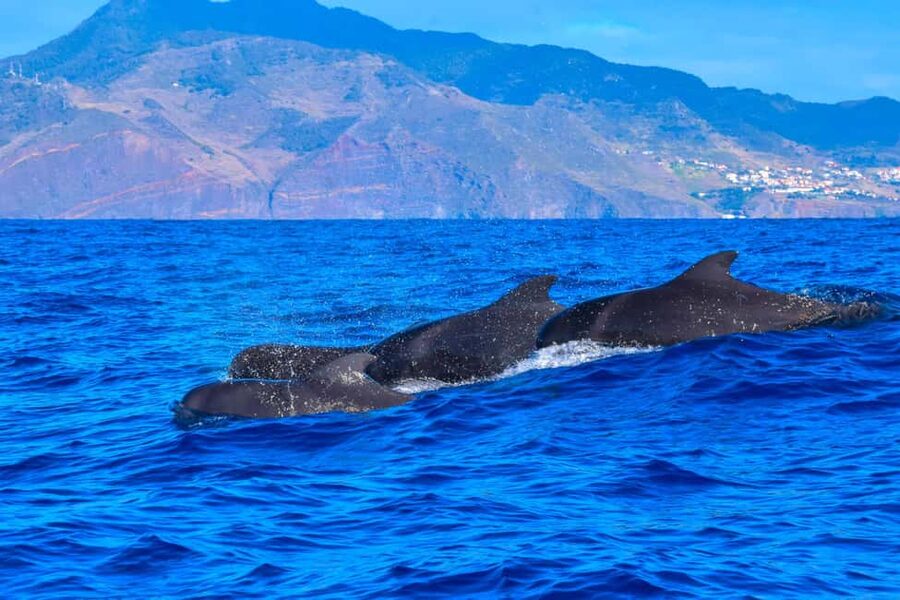Madeira: Responsible Whales and/or Dolphins Watching Tour - Ethical watching that puts animals first