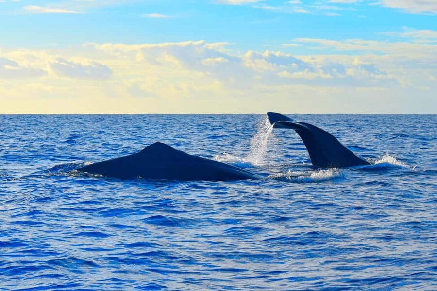 Madeira: Responsible Whales and/or Dolphins Watching Tour - Guides who turn sightings into understanding