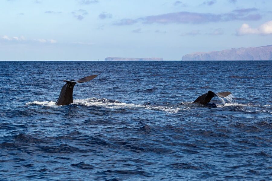 Madeira: Responsible Whales and/or Dolphins Watching Tour - Price, value, and what you actually receive