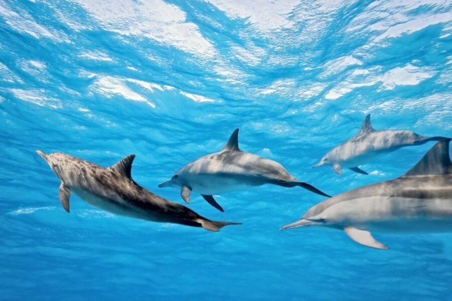 Madeira: Responsible Whales and/or Dolphins Watching Tour - Who should book this Madeira boat trip?