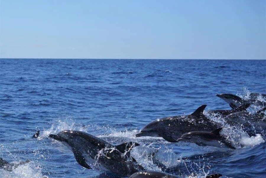 Madeira: Responsible Whales and/or Dolphins Watching Tour - Practical details before you go