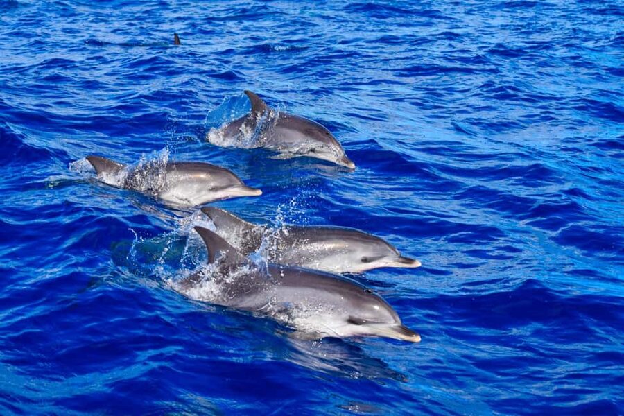 Madeira: Responsible Whales and/or Dolphins Watching Tour - Two hours in Madeira’s Atlantic waters