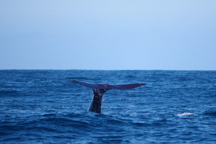 Madeira: Whale and Dolphin Watching Private Cruise - Watching Madeira’s Coastline From the Sea