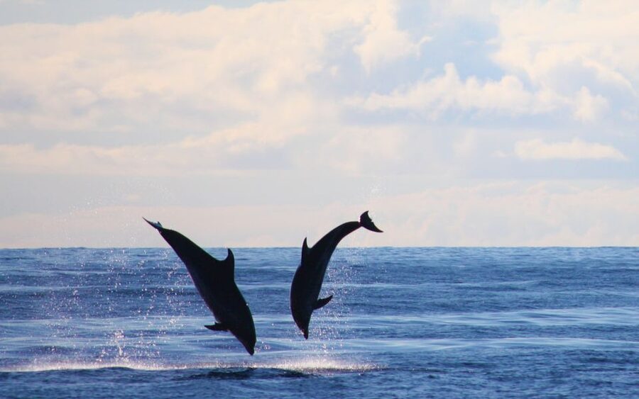 Madeira: Whale and Dolphin Watching Private Cruise - Who Will Enjoy This Most