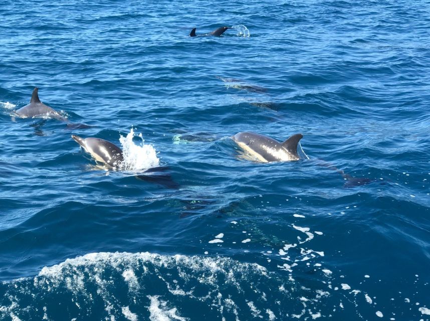 Madeira: Whale and Dolphin Watching Private Cruise - Weather, Cancellation, and Timing