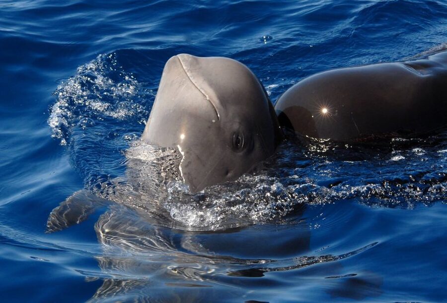 Madeira: Whale and Dolphin Watching Tour - Key Points Before You Book