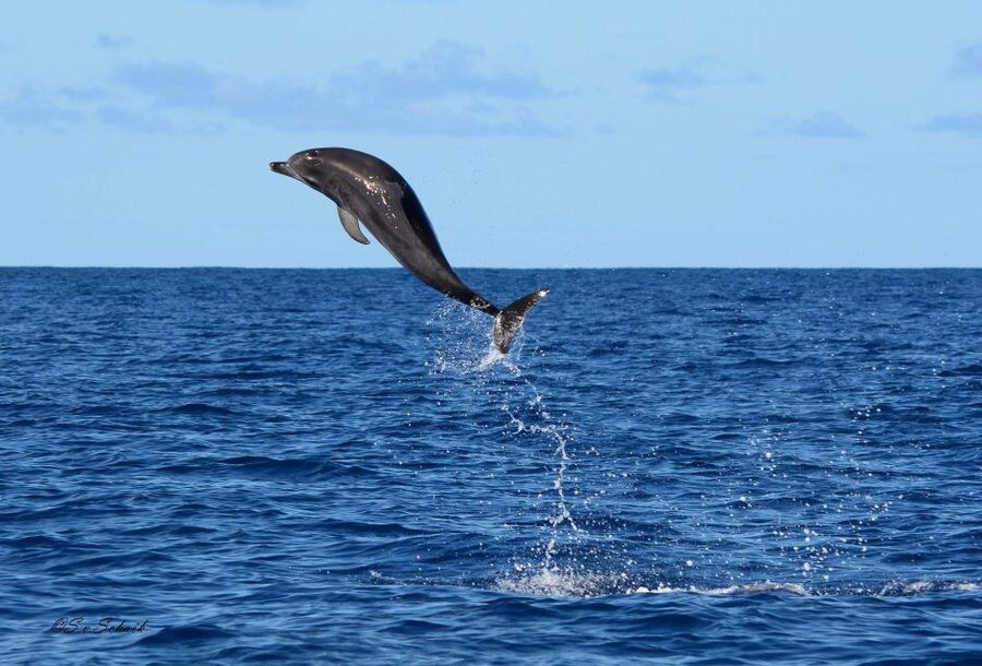 Madeira: Whale and Dolphin Watching Tour - Practical Advice for a Better Outing