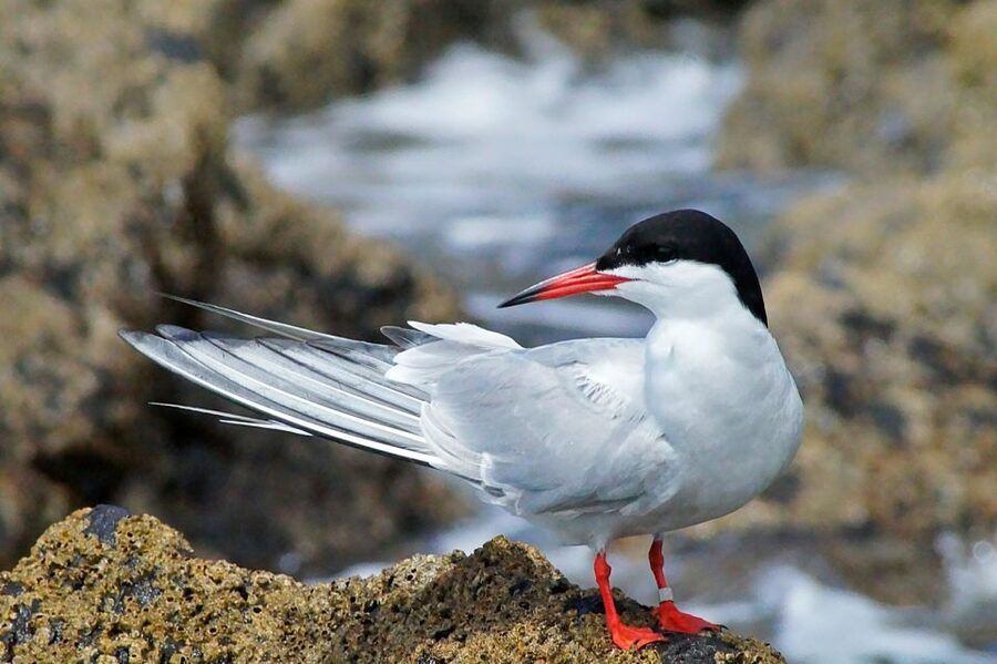Madeira: Whale and Dolphin Watching Tour - Searching for Dolphins, Whales, and Turtles