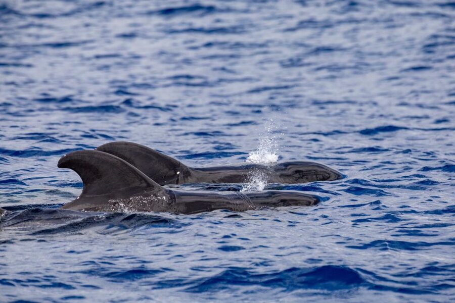 Madeira: Whale and Dolphin Watching Tour - Seabirds and the Coast Between Sightings