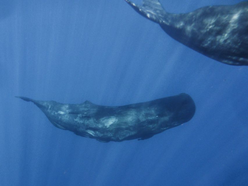 Madeira: Whale and Dolphin Watching Tour - Summer Swimming and Snorkeling