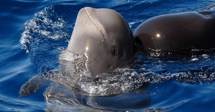 Madeira: Whale and Dolphin Watching Tour - Starting at Quinta do Lorde