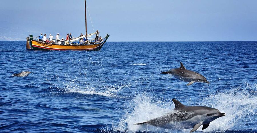 Madeira: Whale Watching Excursion in a Traditional Vessel - Key points before you book