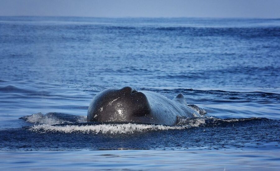 Madeira: Whale Watching Excursion in a Traditional Vessel - Setting out aboard the Ribeira Brava