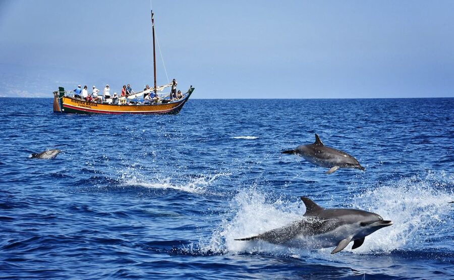 Madeira: Whale Watching Excursion in a Traditional Vessel - Searching for dolphins, whales, and birds