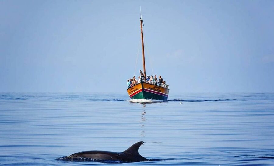 Madeira: Whale Watching Excursion in a Traditional Vessel - Guides who make the wildlife meaningful