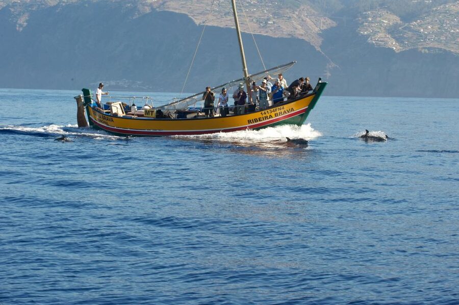 Madeira: Whale Watching Excursion in a Traditional Vessel - What happens if the sea turns rough