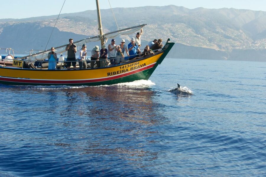 Madeira: Whale Watching Excursion in a Traditional Vessel - Who will enjoy this most