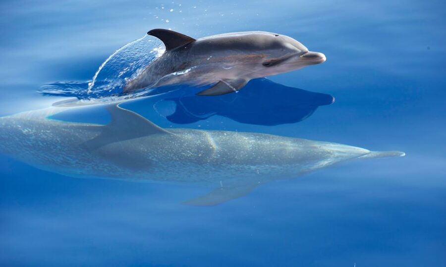 Madeira: Whale Watching Excursion in a Traditional Vessel - My practical take on the 2.5-hour format