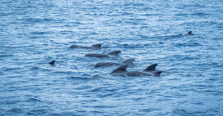 Madeira : Whales and Dolphins wooden boat excursion - Key points before you book