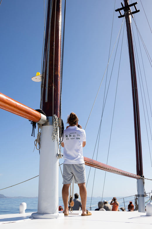 Madeira : Whales and Dolphins wooden boat excursion - A three-hour search from Funchal harbor