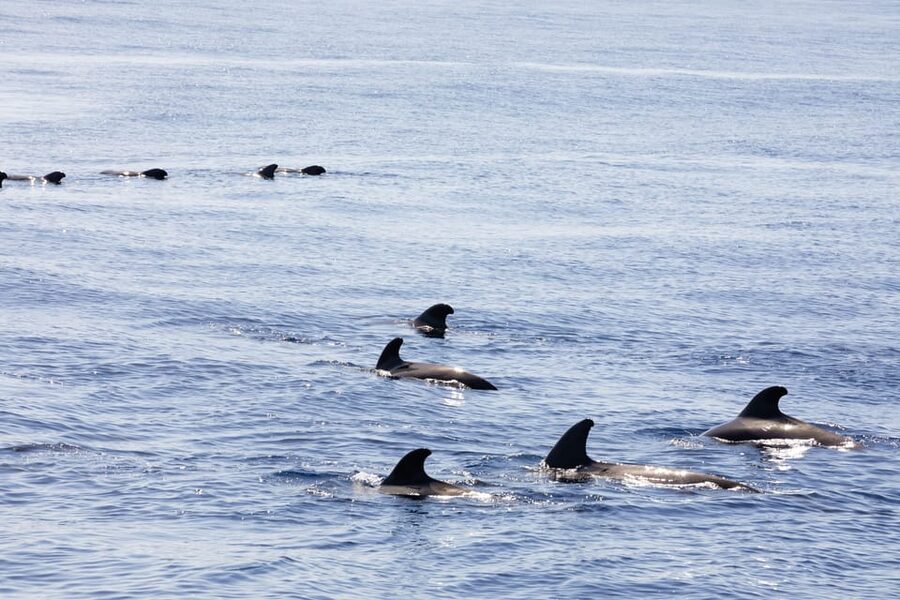 Madeira : Whales and Dolphins wooden boat excursion - Cabo Girão and the optional swim