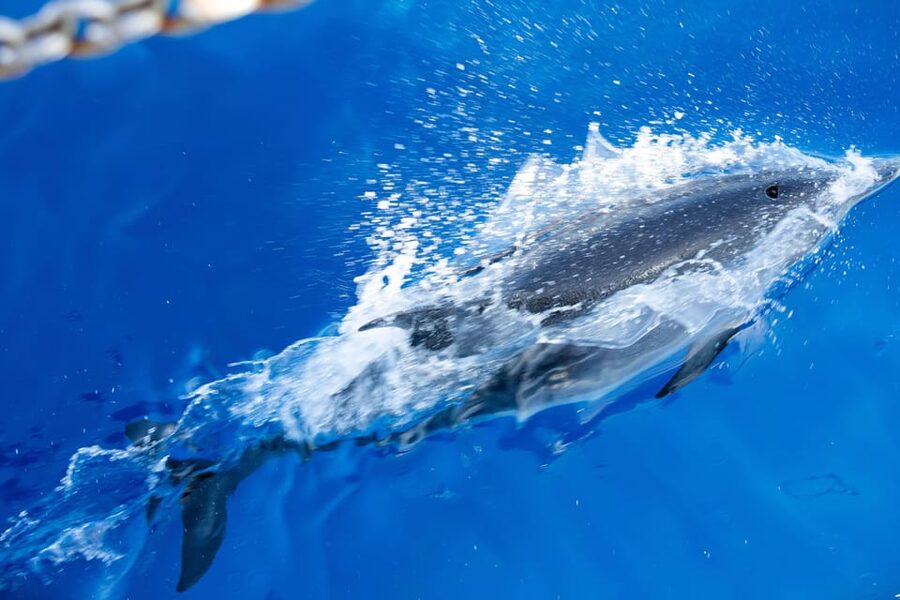 Madeira : Whales and Dolphins wooden boat excursion - Is $41 a fair price?