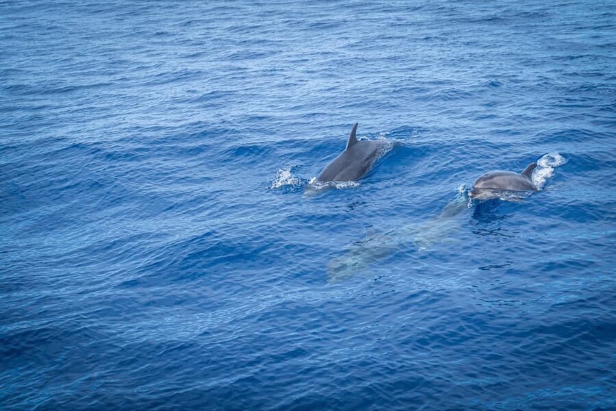Madeira : Whales and Dolphins wooden boat excursion - Who will enjoy this boat trip most
