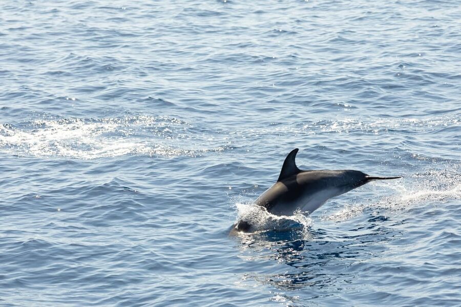 Madeira : Whales and Dolphins wooden boat excursion - Should you book the Bonita da Madeira excursion?