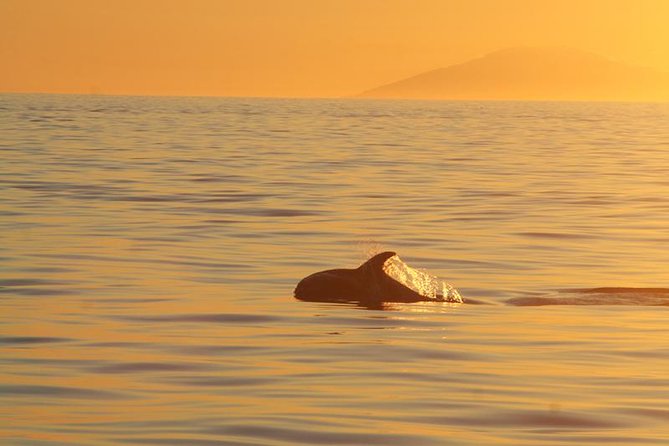 Magical Whales in the Midnight Sun | from Reykjavik - Setting out from Reykjavik Old Harbour