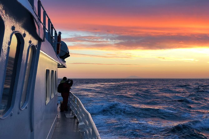 Magical Whales in the Midnight Sun | from Reykjavik - Two and a half hours on Faxaflói Bay