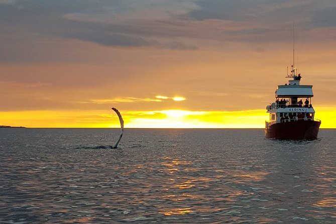 Magical Whales in the Midnight Sun | from Reykjavik - Staying warm on the open water