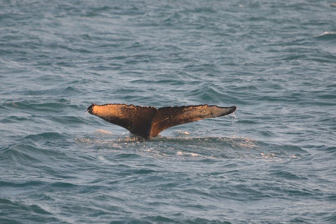 Magical Whales in the Midnight Sun | from Reykjavik - Who will enjoy this evening cruise most?